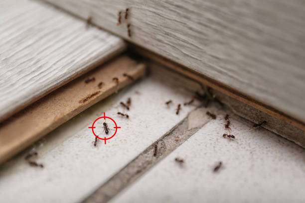 Best Pest Inspection Near Me  in Lake Wazeecha, WI